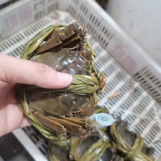 苏州阳澄湖镇大闸蟹