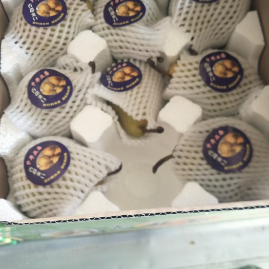 赵县中华丑梨