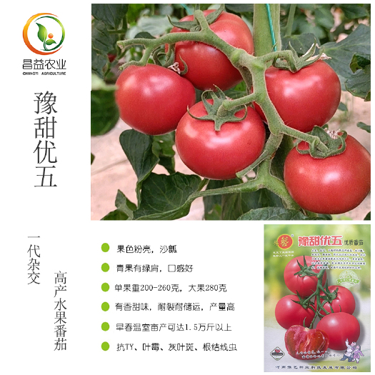 豫艺优五水果番茄种子籽大果沙瓤粉果西红柿口感好产量高抗病耐裂