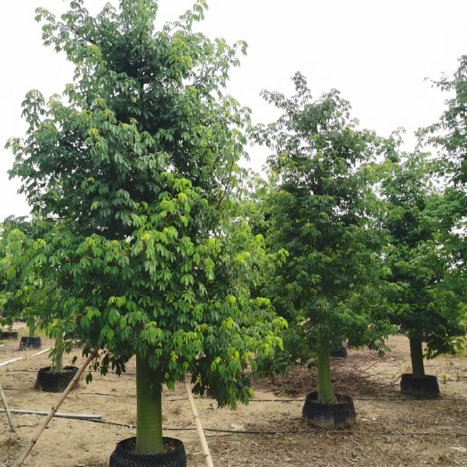 漳州精品大腹木棉25-35公分基地大量现货批发美人树大腹木棉基地