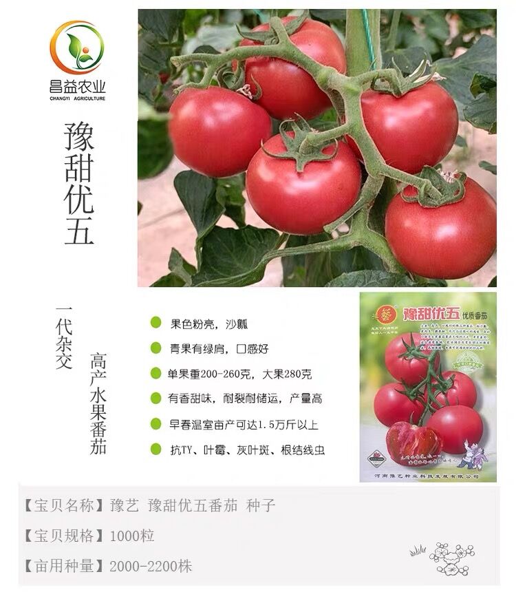 豫艺优五水果番茄种子籽大果沙瓤粉果西红柿口感好产量高抗病耐裂