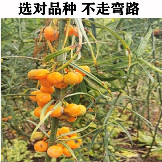 长沙黄精种多花黄精种甜黄精种不倒苗黄精老虎姜鸡头黄精姜形种子籽