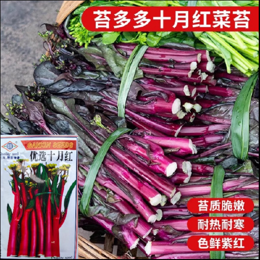 洛阳十月红菜苔种子，红菜心种子，色鲜紫红，苔质脆嫩，耐热耐寒