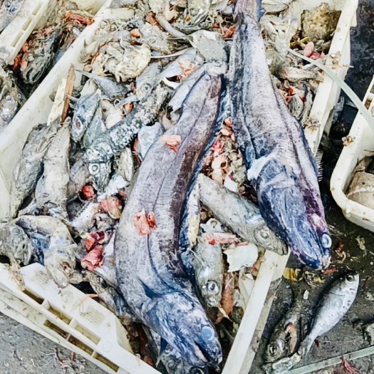 北海饲料鱼粉好材料，废鱼仔，鱼蛋白，海洋生物鱼散装