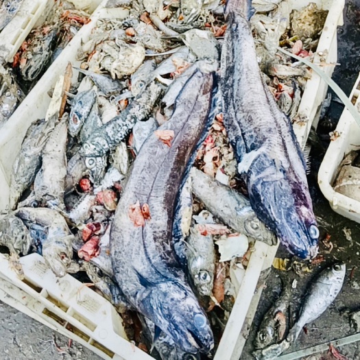 北海北海饲料鱼粉好材料，废鱼仔，鱼蛋白，海洋生物鱼散装