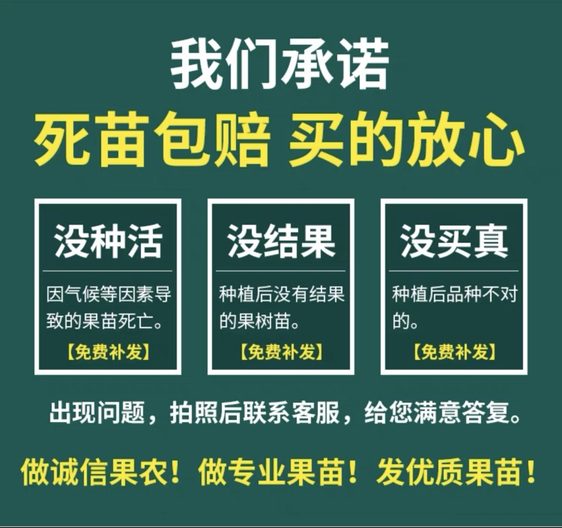 烟台红富士烟富8号苹果苗 烟富10号冰糖心苹果树苗 精品嫁接