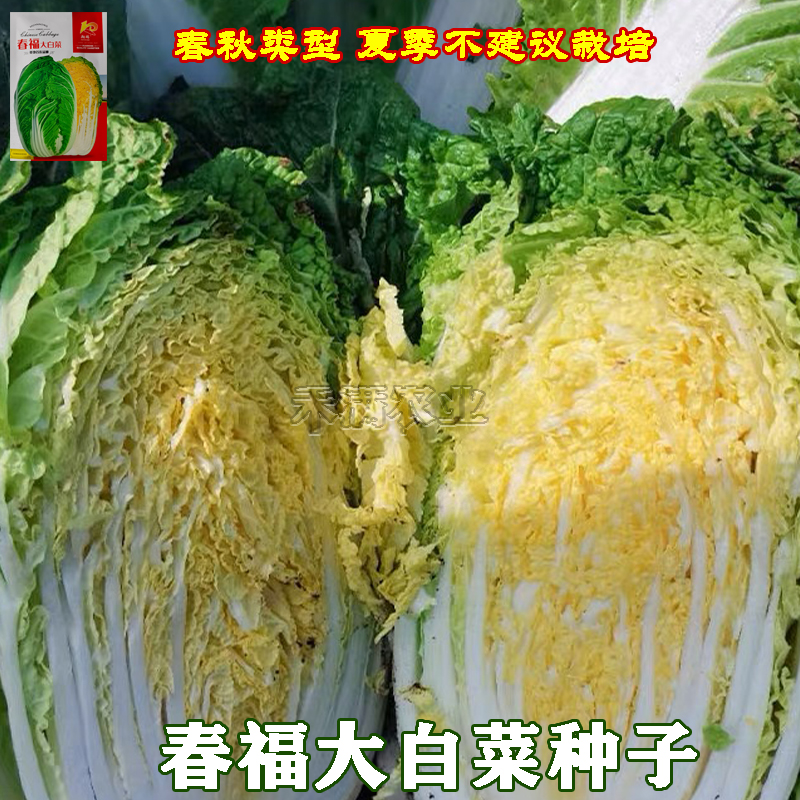 春福黄心白菜种子黄芯秋播大白菜种籽冬储白菜耐寒口感好秋冬季蔬