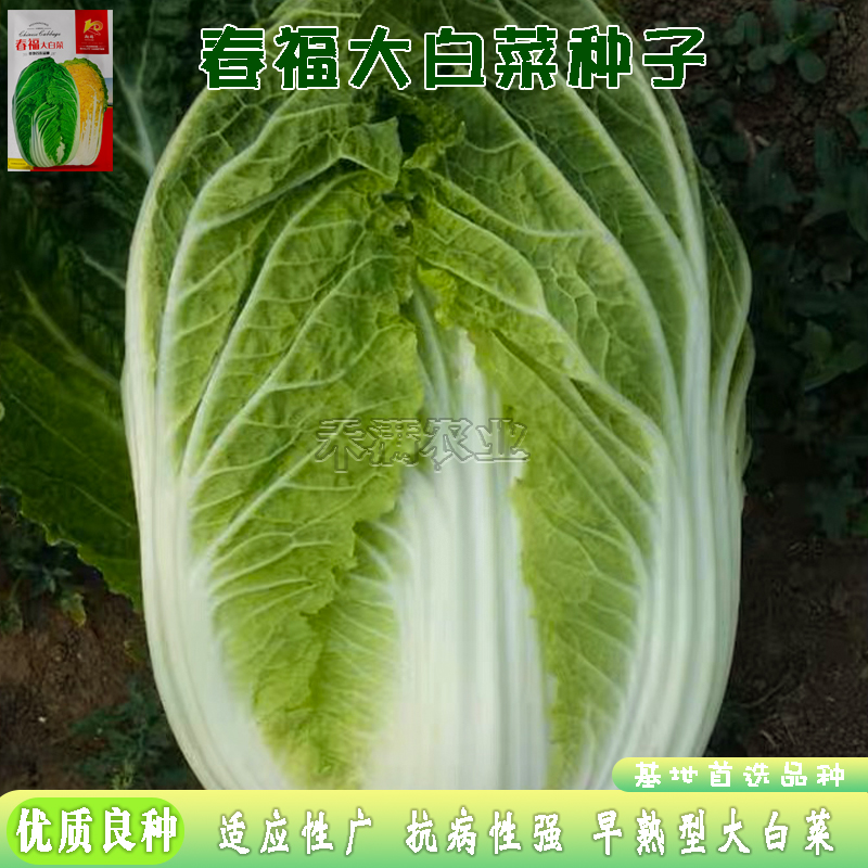 春福黄心白菜种子黄芯秋播大白菜种籽冬储白菜耐寒口感好秋冬季蔬