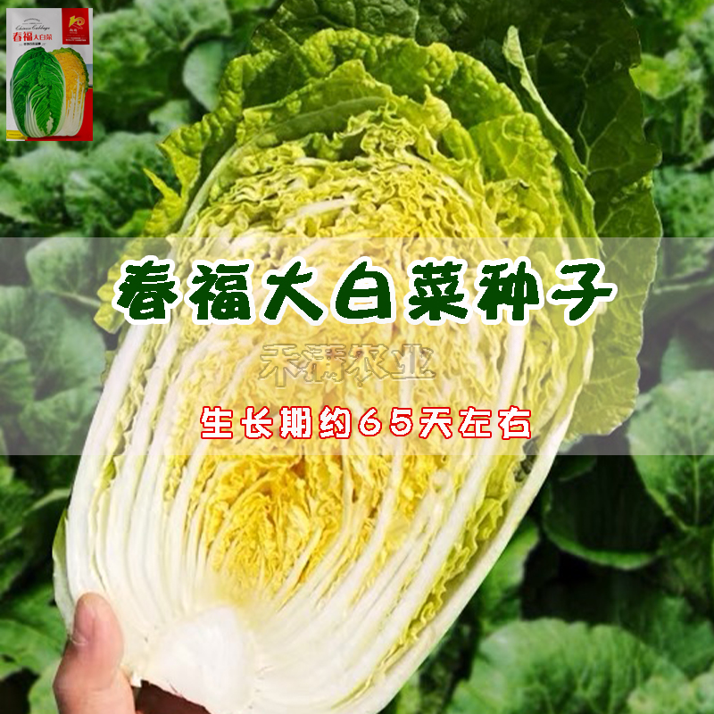 春福黄心白菜种子黄芯秋播大白菜种籽冬储白菜耐寒口感好秋冬季蔬