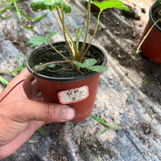 昆明白色恋人.黑珍株.粉玉.淡雪.黔五等各品种草莓苗