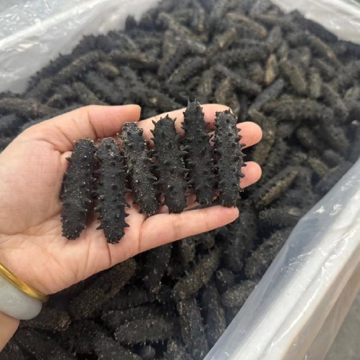 大连淡干海参纯干货刺参辽参50-500克批发非即食鲜活海