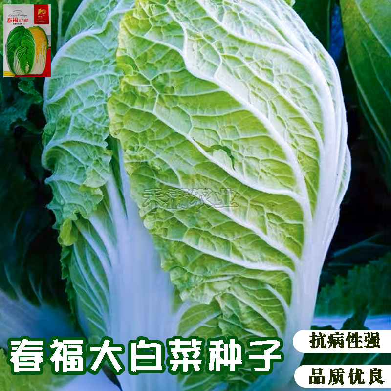 春福黄心白菜种子黄芯秋播大白菜种籽冬储白菜耐寒口感好秋冬季蔬