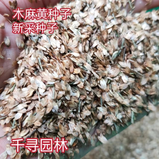 九江新采木麻黄种子 造林绿化苗木种子供应 千寻园林