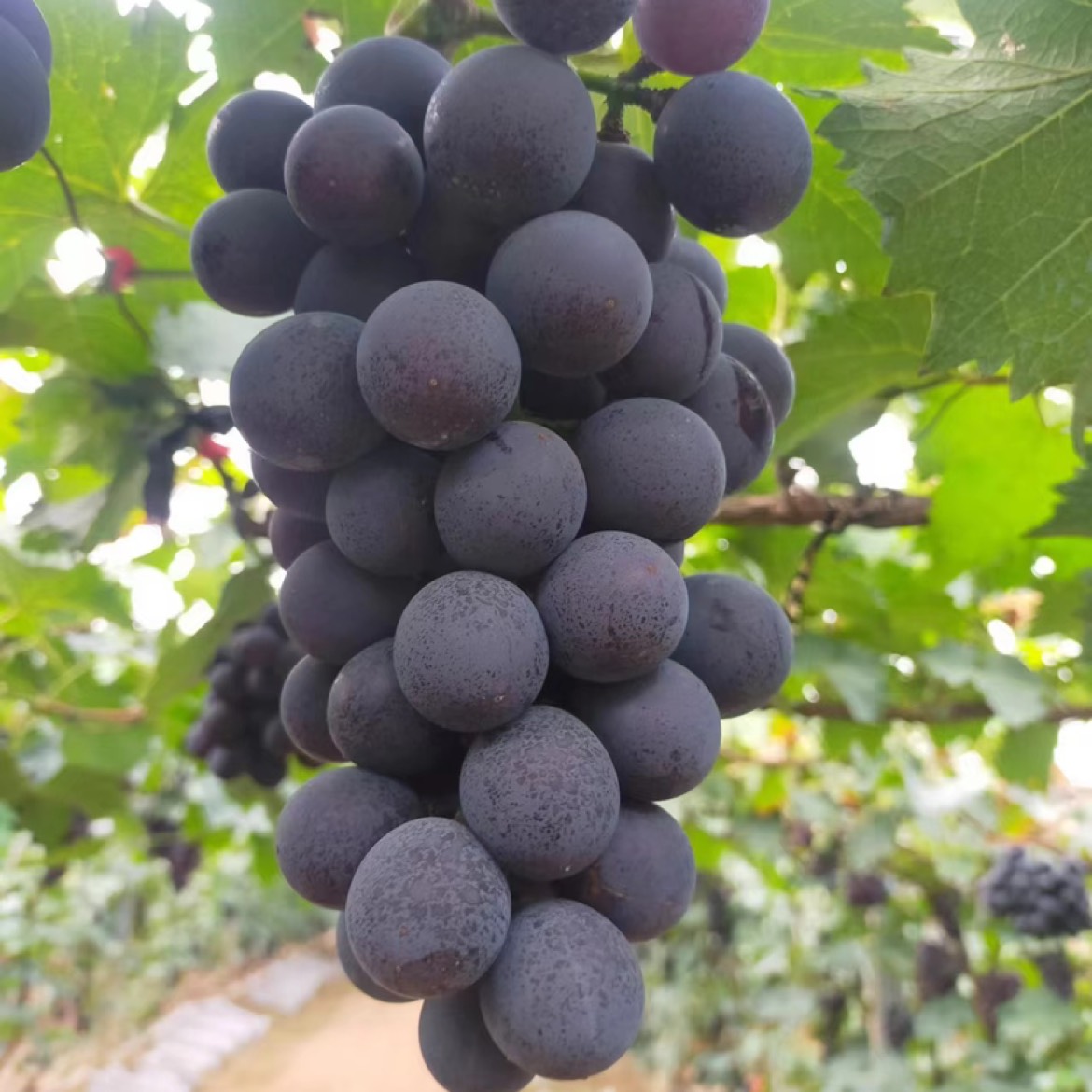 精品巨峰葡萄