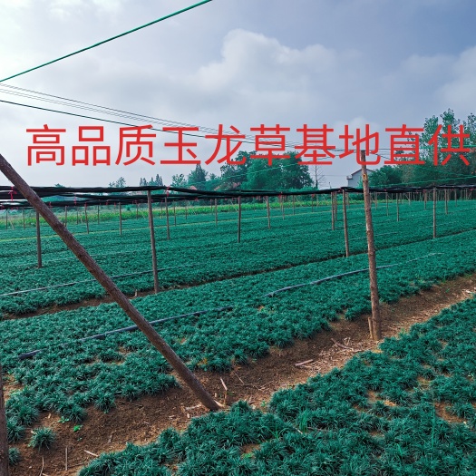 常德玉龙草-矮麦冬基地直销