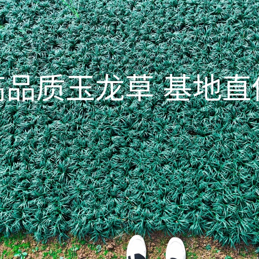常德玉龙草基地批发直售