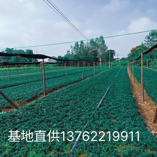 常德玉龙草-（地苗）基地批发直售