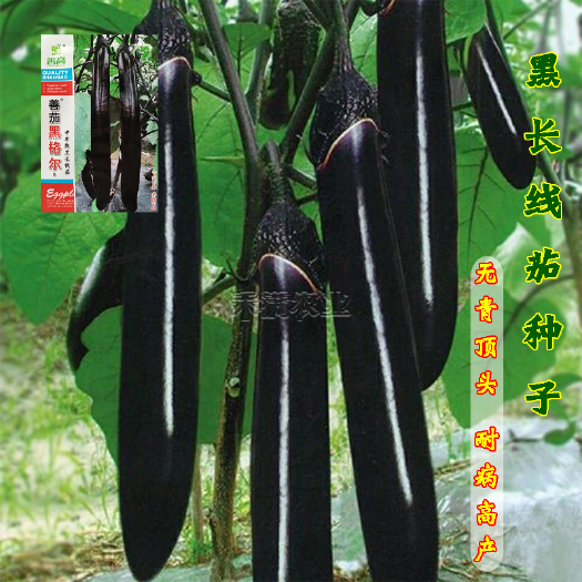 武汉早熟超长线茄种子高产善茄黑格尔茄子籽四季蔬菜种孑烧烤茄菜种子