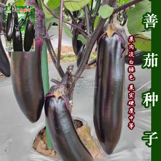 武汉高端善高善茄种籽紫黑亮茄籽种子大全四季蔬菜种孑烧烤茄菜种子