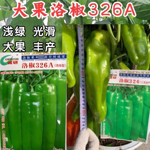 洛阳椒326A牛角椒种子，泡椒种子，微辣味，口感好，坐果强，抗病