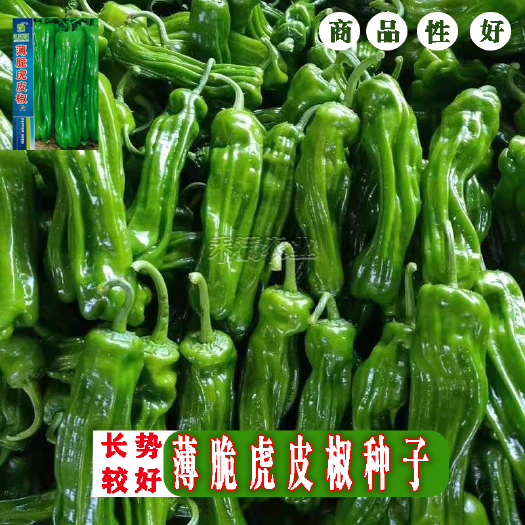 武汉辣椒种籽大全薄皮辣椒种子虎皮椒种子小米辣椒种孑朝天椒线椒种子