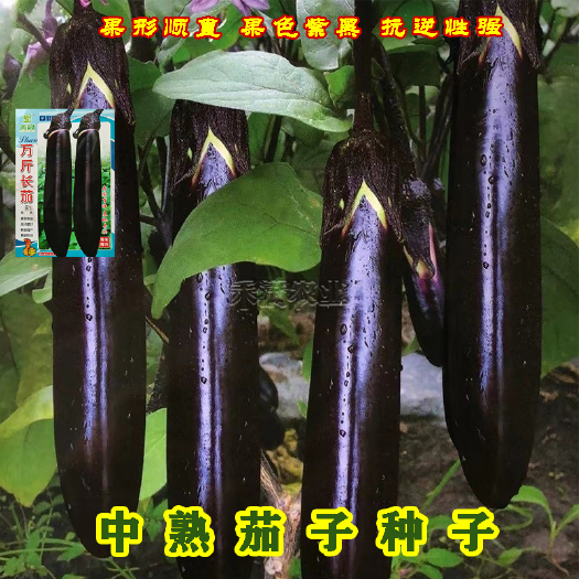 武汉基地优品茄子种子大全南方特大早熟紫黑油亮茄子籽烧烤茄子种孑