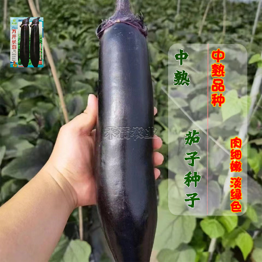 基地优品茄子种子大全南方特大早熟紫黑油亮茄子籽烧烤茄子种孑