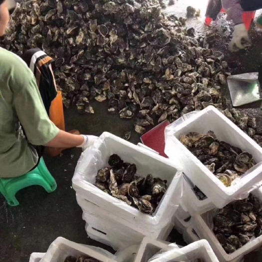 饶平县汫洲生蚝批发