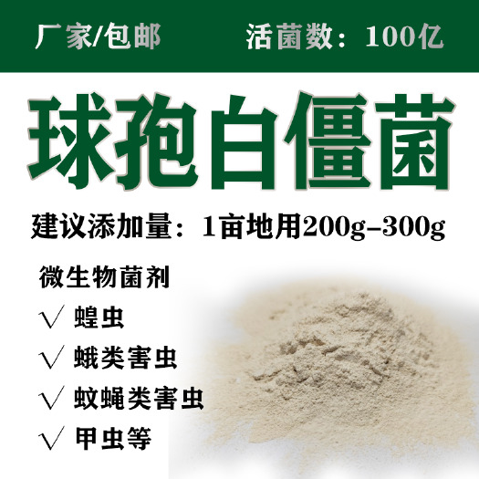 沂源县100亿球孢白僵菌微生物杀虫菌剂松毛虫蛴螬菜青虫微生物菌防虫