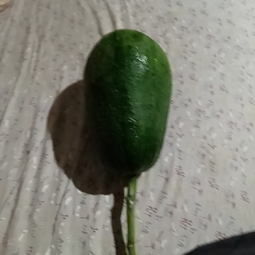 烟台丝瓜