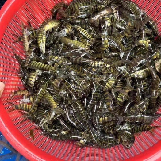 龙丁鱼