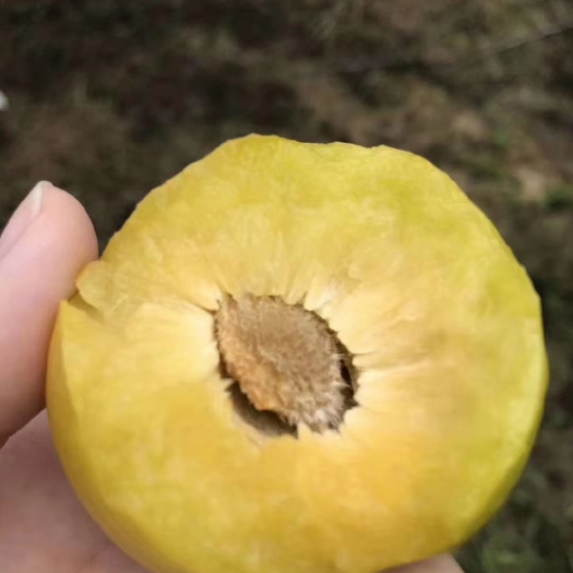 巴中青翠李苗