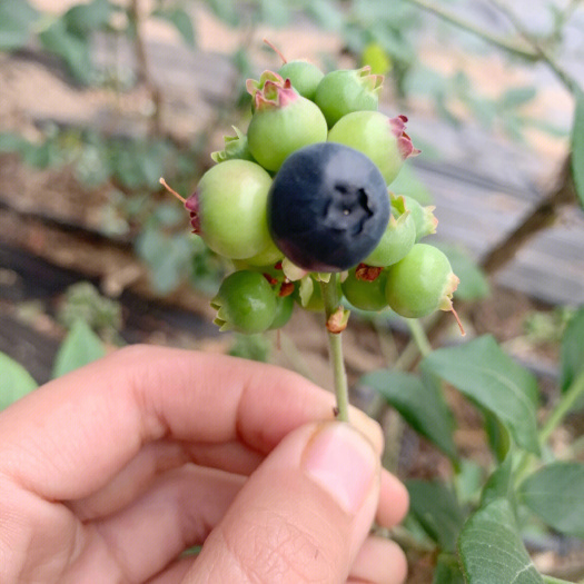 莘县黑珍珠蓝莓苗原土发货保湿发货，死苗补发，可以签合同