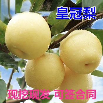 莘县皇冠梨苗 产量高 丰产性好 根系发达 口感脆甜