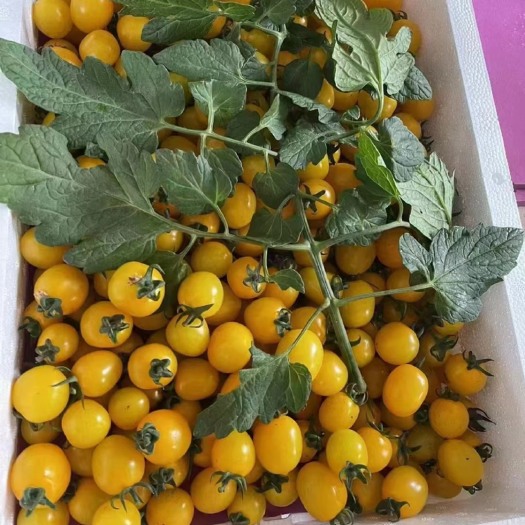 寿光市千禧、迷恋、青口、贝贝寿光番茄小镇大量供应、千禧质量可靠mo