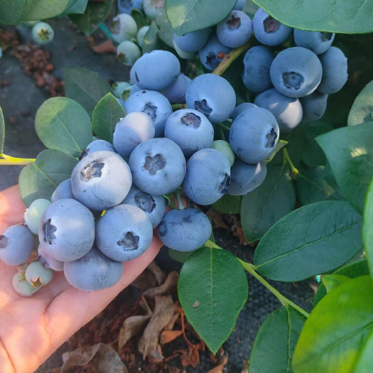 长沙蓝丰蓝莓苗根系发达结果快大