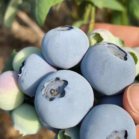 莘县薄雾蓝莓苗保湿发货死苗补发，可签合同，可实地考察