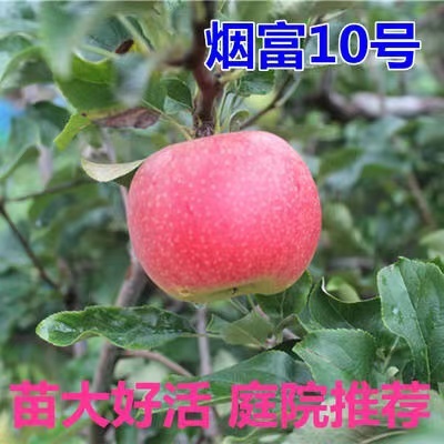 烟富10号苹果苗 优质嫁接苗 根系发达 苗大好活