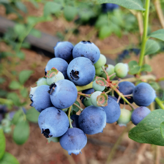 莘县奥尼尔蓝莓苗 优质苗 根系发达 产量高苗大好活