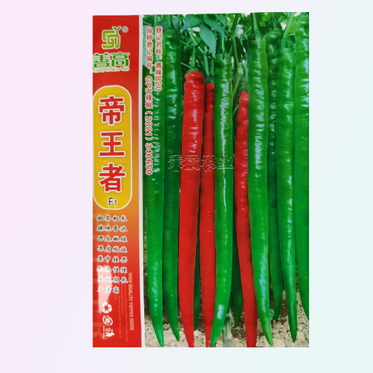 天尊粗长45厘米果重40克线椒种籽辣椒种子大全辣椒种籽四季蔬