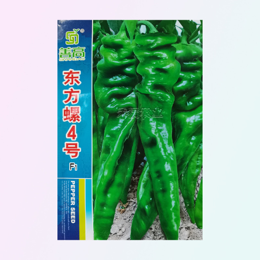 武汉超大果32厘米螺丝椒种子陇椒龙椒种籽辣椒种子四季蔬菜种孑大全