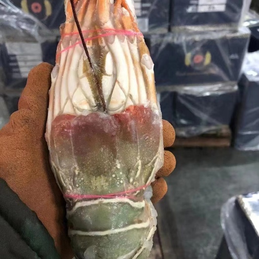 上海小青龙全规格