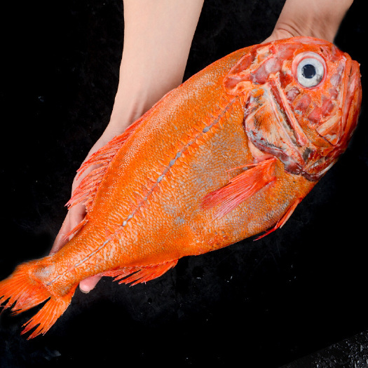 长寿鱼红鱼橙鲷鱼