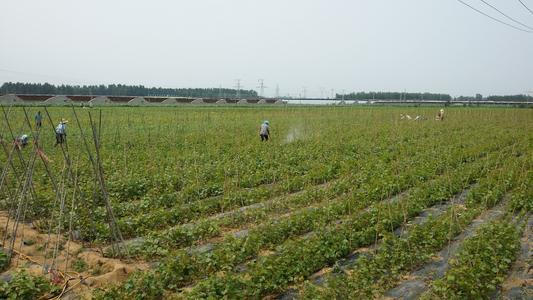 户太八号葡萄苗优质嫁接苗根系发达保证纯度