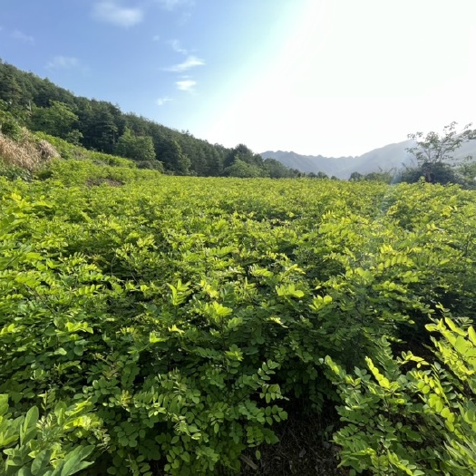 宁强县刺槐苗