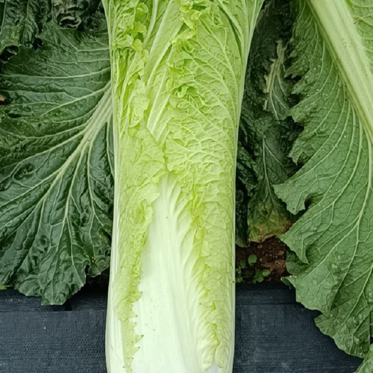 横州市秋绿60长白菜耐运输