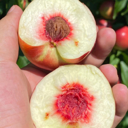 珍珠枣油桃1号嫁接苗质量好根系好保品种