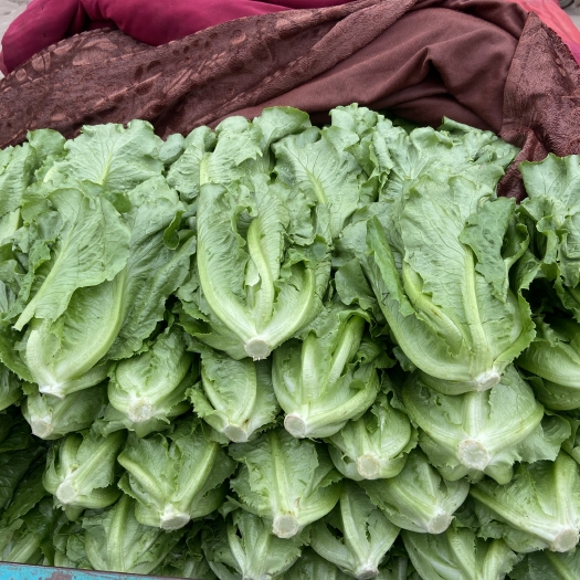 邯郸生菜
