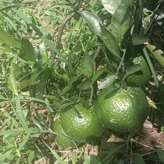 江门陈皮