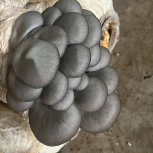 六盘水鲜平菇